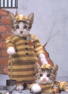 jailbreak-kittehs