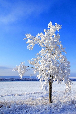 Sfondi Natale Hd Per Iphone.Sfondi Per Iphone Dall Albero Innevato Alla Terra Vista Dall Alto Iphoner