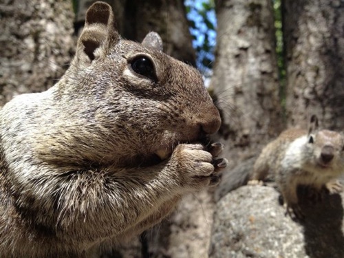 iphonesquirrel-640×480